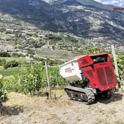 MINI DUMPER OPERVAL per agricoltura e viticoltura trasporta uva durante la vendemmia