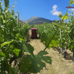motocarriola professionale cingolata radiocomandata in agricoltura