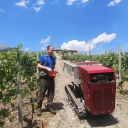 Un minidumper per agricoltura e viticoltura per trasporto uva durante la vendemmia